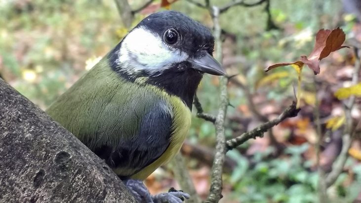 Choosing the Best Bird Cage